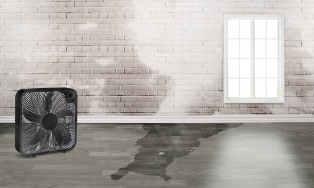 Best Fire Damage Restoration  in Clute, TX