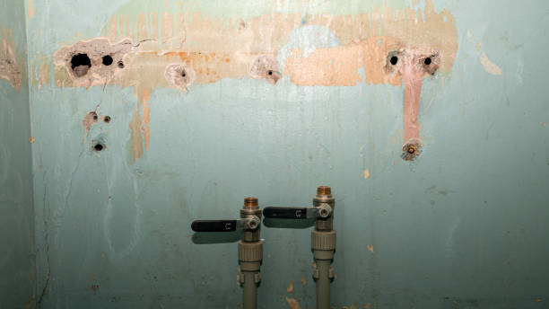Best Professional water damage repair  in Clute, TX